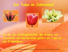 Präsentation-Tulpe-Jahreslauf.pdf